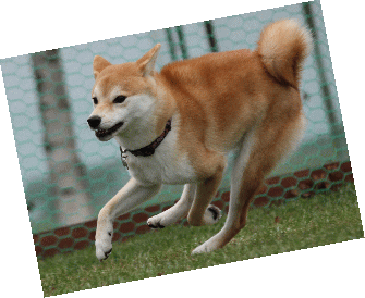 集まれ柴犬